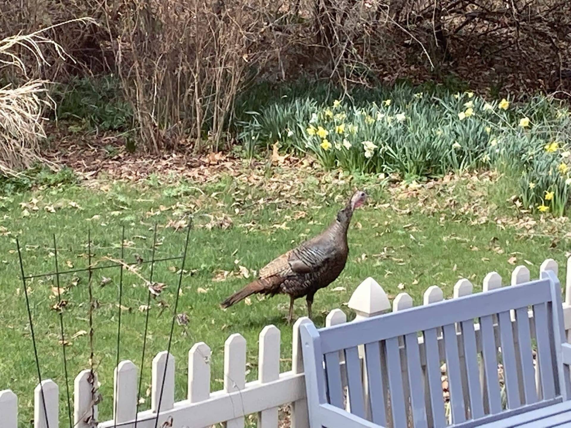 Wild turkey